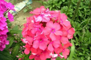 宿根花卉種植基地之宿根花卉如何防寒越冬？