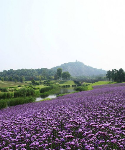柳葉馬鞭草花海